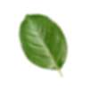 Green Leaf Isolated.png